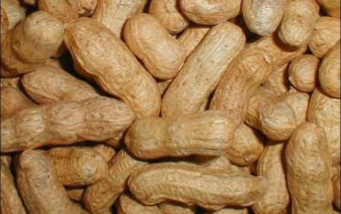 bizcocho de cacahuetes